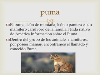 El puma, león de montaña, león o pantera es un
mamífero carnívoro de la familia Félida nativo
de América Información sobre el Puma
Dentro del grupo de los animales mamíferos,
por poseer mamas, encontramos el llamado y
conocido Puma
puma
 