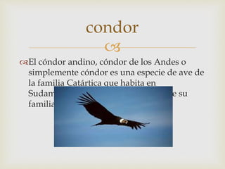 
El cóndor andino, cóndor de los Andes o
simplemente cóndor es una especie de ave de
la familia Catártica que habita en
Sudamérica. El orden al que pertenece su
familia se encuentra en disputa
condor
 