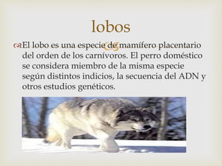 El lobo es una especie de mamífero placentario
del orden de los carnívoros. El perro doméstico
se considera miembro de la misma especie
según distintos indicios, la secuencia del ADN y
otros estudios genéticos.
lobos
 