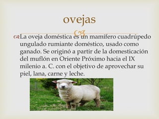 La oveja doméstica es un mamífero cuadrúpedo
ungulado rumiante doméstico, usado como
ganado. Se originó a partir de la domesticación
del muflón en Oriente Próximo hacia el IX
milenio a. C. con el objetivo de aprovechar su
piel, lana, carne y leche.
ovejas
 