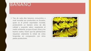 BANANO
• Tres de cada diez bananos consumidos a
nivel mundial son producidos en Ecuador,
quien es el primer exportador mundial,
produciendo un banano único de alta
calidad y exquisito sabor, respetando el
medio ambiente, ya que el buen clima y los
buenos suelos, hacen que las plantaciones
requieran solamente la mitad de ciclos
fungicidas en comparación con otros
países productores.
 