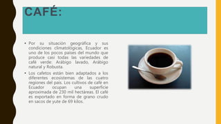 CAFÉ:
• Por su situación geográfica y sus
condiciones climatológicas, Ecuador es
uno de los pocos países del mundo que
produce casi todas las variedades de
café verde: Arábigo lavado, Arábigo
natural y Robusta.
• Los cafetos están bien adaptados a los
diferentes ecosistemas de las cuatro
regiones del país. Los cultivos de café en
Ecuador ocupan una superficie
aproximada de 230 mil hectáreas. El café
es exportado en forma de grano crudo
en sacos de yute de 69 kilos.
 