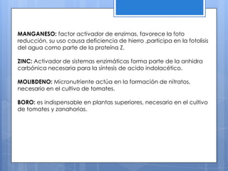MANGANESO: factor activador de enzimas, favorece la foto
reducción, su uso causa deficiencia de hierro ,participa en la fotolisis
del agua como parte de la proteína Z.
ZINC: Activador de sistemas enzimáticas forma parte de la anhidra
carbónica necesaria para la síntesis de acido indolacético.
MOLIBDENO: Micronutriente actúa en la formación de nitratos,
necesario en el cultivo de tomates.
BORO: es indispensable en plantas superiores, necesario en el cultivo
de tomates y zanahorias.
 