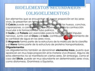 Bioelementos secundarios
(oligoelementos)
Son elementos que se encuentran en menor proporción en los seres
vivos. Se presentan en forma iónica.
El Calcio puede encontrarse formando parte de los huesos, conchas,
caparazones, o como elemento indispensable para la contracción
muscular o la formación del tubo polínico.
El Sodio y el Potasio son esenciales para la transmisión del impulso
nervioso. Junto con el Cloro y el Iodo, contribuyen al mantenimiento de
la cantidad de agua en los seres vivos.
El Magnesio forma parte de la estructura de la molécula de la clorofila
y el Hierro forma parte de la estructura de proteína transportadoras.
Oligoelementos
Los oligoelementos también se denominan elementos traza, puesto que
aparecen en muy baja proporción el la materia viva (trazas). Alguno de
estos elementos no se manifiesta en ciertos seres. Sin embargo, como el
caso del Silicio, puede ser muy abundante en determinados seres vivos,
como diatomeas, Gramíneas o Equisetos.
 