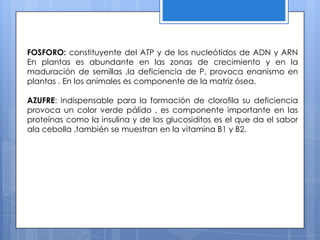 FOSFORO: constituyente del ATP y de los nucleótidos de ADN y ARN
En plantas es abundante en las zonas de crecimiento y en la
maduración de semillas ,la deficiencia de P, provoca enanismo en
plantas . En los animales es componente de la matriz ósea.
AZUFRE: indispensable para la formación de clorofila su deficiencia
provoca un color verde pálido , es componente importante en las
proteínas como la insulina y de los glucosiditos es el que da el sabor
ala cebolla ,también se muestran en la vitamina B1 y B2.
 