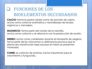  Funciones de los
bioelementos secundarios
CALCIO: forma la pared celular como de pectato de calcio,
actúa como cofactor enzimático y neutralizador de ácidos
orgánicos y mensajero.
MAGNECIO: forma parte del núcleo de la clorofila,
actúa como cofactor y se relaciona con la producción de aceite.
HIERRO: actúa como catalizador durante el transporte de oxigeno,
forma parte de los citocromos su deficiencia provoca que la
planta sea clorótica las hojas escasas en hierro se presentan
moteadas.
COBRE: es cofactor de enzimas ,factor importante para el
crecimiento y funguicida.
 