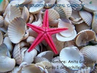 UNIDAD EDUCATIVA MUNICIPAL ¨CALDERÓN¨ 
Tema: Biología Marina 
Nombre: Anita González 
Curso:1 de bachillerato “B”. 
 