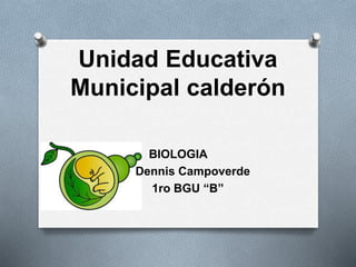 Unidad Educativa 
Municipal calderón 
BIOLOGIA 
Dennis Campoverde 
1ro BGU “B” 
 
