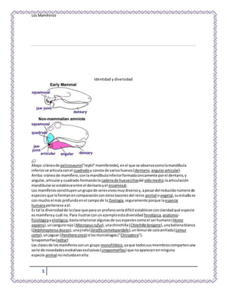 Los Mamíferos
1
Identidad y diversidad
Abajo:cráneode pelicosaurio("reptil"mamiferoide),enel que se observacomolamandíbula
inferiorse articulaconel cuadradoy consta de varioshuesos(dentario,angular,articular)
Arriba:cráneode mamífero,conla mandíbulainferiorformadaúnicamente porel dentario,y
angular,articulary cuadrado formandola cadenade huesecillosdel oídomedio;laarticulación
mandibularse estableceentre el dentarioyel escamosal.
Los mamíferosconstituyenungrupode seresvivosmuydiversoy,apesardel reducidonúmerode
especiesque loformanencomparaciónconotrostaxonesdel reino animal ovegetal,suestudioes
con muchoel más profundoenel campode la Zoología,seguramente porque la especie
humanapertenece aél.
Es tal la diversidadde laclase que paraun profanoseríadifícil establecerconclaridadqué especie
esmamíferay cuál no.Para ilustrarconun ejemploestadiversidad fenotípica,anatomo-
fisiológicayetológica,bastarelacionaralgunasde susespeciescomoel serhumano(Homo
sapiens),uncangurorojo (Macropusrufus),unachinchilla(Chinchilla lanigera),unaballenablanca
(Delphinapterusleucas),unajirafa(Giraffa camelopardalis),unlémurde colaanillada(Lemur
catta),unjaguar (Panthera onca) olosmurciélagos("Chiroptera").
Sinapomorfías[editar]
Las clasesde losmamíferossonun grupo monofilético,yaque todossusmiembroscompartenuna
serie de novedadesevolutivasexclusivas(sinapomorfías) que noaparecenenninguna
especie animal noincluidaenella:
 