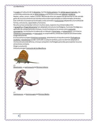 Los Mamíferos
3
la junglayel subsuelode losdesiertos,losfríos hielospolares ylascálidasaguastropicales,los
enrarecidosambientesde las altascumbres ylasfértilesyextensas sabanasypraderas.
Reptan,saltan,corren,nadany vuelan.Muchosde ellossoncapacesde aprovecharla más variada
gama de recursosalimenticiosmientrasotrosestánespecializadosendeterminadosalimentos.
Este sinfínde circunstanciasha forzadoa estos animalesaevolucionaradoptandounamultitudde
formas,estructuras,capacidadesyfunciones.
Resultacuriosocomprobarcómoen muchoscasos,especiesmuy distanciadasentre
sí geográficay filogenéticamente hanadoptadoestructurasmorfológicas,funcionesfisiológicasy
aptitudesde comportamientosimilares.A este fenómenose le conoce como evolución
convergente.Lasimilitudenlacabezade unlobogris (Canislupus,unplacentario),yuntilacino
(Thylacinuscynocephalus,unmarsupial),essorprendente,siendodosespeciestandistanciadas
filogenéticamente.
El erizocomúneuropeo(Erinaceuseuropaeus,placentario)yel equidnacomún(Tachyglossus
aculeatus, monotrema) puedenconfundiracualquierprofano,puesnosólohanadoptadola
mismaestructurade defensa,sinoque compartenmorfologíasparecidasparaexplotarrecursos
alimenticiossimilares.
Origenyevolución
Artículo principal: Evoluciónde losMamíferos
Dimetrodon,unpelicosaurio delPérmicoInferior.
Ivantosaurus,unbiarmosuquio delPérmicoMedio.
 