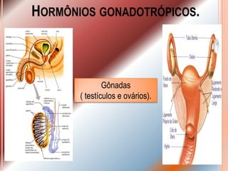 HORMÔNIOS GONADOTRÓPICOS.



               Gônadas
       ( testículos e ovários).
 