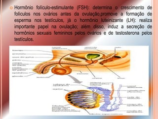    Hormônio folículo-estimulante (FSH): determina o crescimento de
    folículos nos ovários antes da ovulação,promove a formação de
    esperma nos testículos, já o hormônio luteinizante (LH): realiza
    importante papel na ovulação; além disso, induz a secreção de
    hormônios sexuais femininos pelos ovários e de testosterona pelos
    testículos.
 