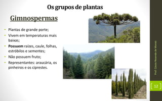 Prof.CássioResendedeMorais
12
Gimnospermas
Os gruposde plantas
• Plantas de grande porte;
• Vivem em temperaturas mais
baixas;
• Possuem raízes, caule, folhas,
estróbilos e sementes;
• Não possuem fruto;
• Representantes: araucária, os
pinheiros e os ciprestes.
 