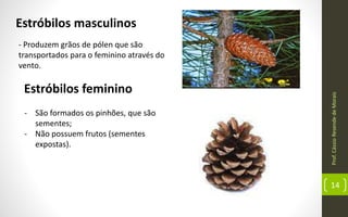 Prof.CássioResendedeMorais
14
Estróbilos masculinos
- Produzem grãos de pólen que são
transportados para o feminino através do
vento.
Estróbilos feminino
- São formados os pinhões, que são
sementes;
- Não possuem frutos (sementes
expostas).
 