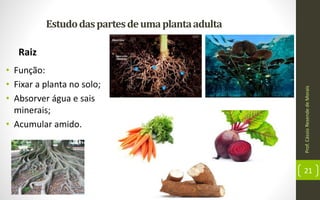 Prof.CássioResendedeMorais
21
Estudodaspartesdeumaplantaadulta
Raiz
• Função:
• Fixar a planta no solo;
• Absorver água e sais
minerais;
• Acumular amido.
 