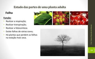 Prof.CássioResendedeMorais
24
Estudodaspartesdeumaplantaadulta
Folha
Função:
• Realizar a respiração;
• Realizar transpiração;
• Realizar a fotossíntese.
• Existe folhas de várias cores;
• Há plantas que perdem as folhas
na estação mais seca.
 