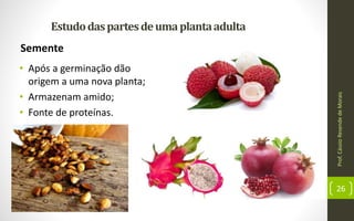 Prof.CássioResendedeMorais
26
Estudodaspartesdeumaplantaadulta
Semente
• Após a germinação dão
origem a uma nova planta;
• Armazenam amido;
• Fonte de proteínas.
 