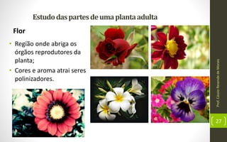 Prof.CássioResendedeMorais
27
• Região onde abriga os
órgãos reprodutores da
planta;
• Cores e aroma atrai seres
polinizadores.
Estudodaspartesdeumaplantaadulta
Flor
 