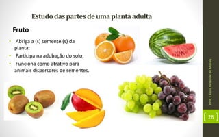 Prof.CássioResendedeMorais
28
Estudodaspartesdeumaplantaadulta
Fruto
• Abriga a (s) semente (s) da
planta;
• Participa na adubação do solo;
• Funciona como atrativo para
animais dispersores de sementes.
 