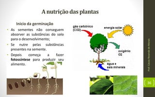 Anutriçãodas plantas
Inicio da germinação
• As sementes não conseguem
absorver as substâncias do solo
para o desenvolvimento;
• Se nutre pelas substâncias
presentes na semente.
• Depois começa a fazer
fotossíntese para produzir seu
alimento.
Prof.CássioResendedeMorais
36
 