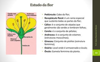 Prof.CássioResendedeMorais
40
• Pedúnculo: Cabo da flor;
• Receptáculo floral: é um ramo especial
que sustenta todas as partes da flor;
• Cálice: é o conjunto de sépalas que
geralmente são verdes e lembram folhas;
• Corola: é o conjunto de pétalas;
• Androceu: é o conjunto de estames
(estruturas masculinas);
• Gineceu: Conjunto de pistilos (estrutura
feminina);
• Ovário: Local onde é armazenado o óvulo;
• Óvulo: Gameta feminino da planta.
Estudoda flor
 