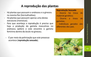 Prof.CássioResendedeMorais
42
A reprodução das plantas
- Há plantas que possuem o androceu e o gineceu
na mesma flor (hermafroditas).
- Há plantas que possuem apenas uma destas
estruturas (monoicas).
- Para que aconteça a reprodução é preciso que
haja a produção do gameta masculinos no
androceu (pólen) e este encontre o gameta
feminino dentro do óvulo no gineceu.
- É por meio da polinização que este processo
acontece (reprodução sexuada).
Reprodução Sexuada
- Ocorre há troca de
material genético;
- Ocorre a troca de
gametas;
- Indivíduos gerados são
diferentes dos pais.
 