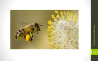 Prof.CássioResendedeMorais
44
 