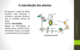Prof.CássioResendedeMorais
45
A reprodução das plantas
- No gineceu, o grão de pólen
percorre esta estrutura e
encontra o gameta feminino,
que se encontra dentro do
óvulo.
- Ocorre a fecundação.
- Depois da fecundação, as
pétalas caem, o ovário cresce,
formando o fruto, e os óvulos
se desenvolvem em sementes.
 