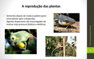 Prof.CássioResendedeMorais
46
A reprodução das plantas
- Sementes depois de madura podem gerar
outra planta após a dispersão;
- Agentes dispersores são encarregados de
realizar este processo (biótico e abiótico).
 