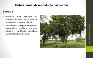 Prof.CássioResendedeMorais
48
Outras formas de reprodução das plantas
Enxertia
• Processo que consiste na
inserção de uma parte viva de
uma planta em outra planta;
• Finalidade: Conseguir uma planta
com melhor qualidade, seja para
adquirir resistência, qualidade
ou para fins ornamentais.
 