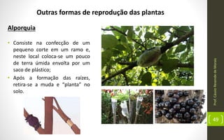 Prof.CássioResendedeMorais
49
Outras formas de reprodução das plantas
Alporquia
• Consiste na confecção de um
pequeno corte em um ramo e,
neste local coloca-se um pouco
de terra úmida envolta por um
saco de plástico;
• Após a formação das raízes,
retira-se a muda e “planta” no
solo.
 