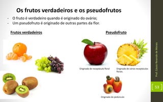 Originado de receptáculo floral
Prof.CássioResendedeMorais
53
Os frutos verdadeiros e os pseudofrutos
- O fruto é verdadeiro quando é originado do ovário;
- Um pseudofruto é originado de outras partes da flor.
Frutos verdadeiros Pseudofruto
Originado de vários receptáculos
florais.
Originado do pedúnculo
 