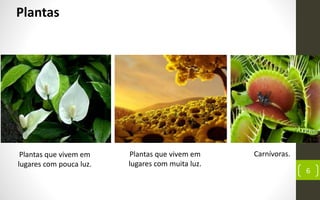 Prof.CássioResendede
Morais
6
Plantas
Plantas que vivem em
lugares com pouca luz.
Plantas que vivem em
lugares com muita luz.
Carnívoras.
 