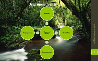Os gruposde plantas
Prof.CássioResendedeMorais
8
Grupos de
Plantas
Briófitas
Pteridófitas
Gimnospermas
Angiospermas
 