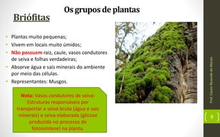 Briófitas
• Plantas muito pequenas;
• Vivem em locais muito úmidos;
• Não possuem raiz, caule, vasos condutores
de seiva e folhas verdadeiras;
• Absorve água e sais minerais do ambiente
por meio das células.
• Representantes: Musgos.
Prof.CássioResendedeMorais
9
Os gruposde plantas
Nota: Vasos condutores de seiva:
Estruturas responsáveis por
transportar a seiva bruta (água e sais
minerais) e seiva elaborada (glicose
produzida no processo de
fotossíntese) na planta.
 