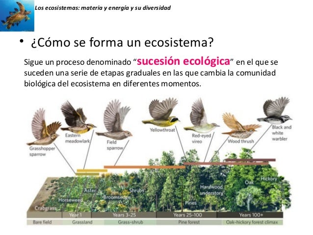 Unidades 3 y 4. los ecosistemas . materia y energía y su