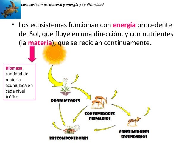 Unidades 3 y 4. los ecosistemas . materia y energía y su