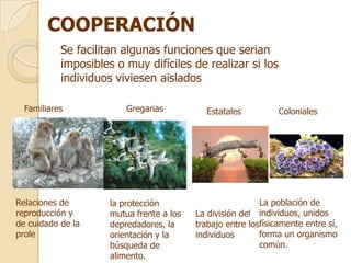COOPERACIÓN
           Se facilitan algunas funciones que serian
           imposibles o muy difíciles de realizar si los
           individuos viviesen aislados

  Familiares             Gregarias          Estatales           Coloniales




Relaciones de        la protección                         La población de
reproducción y       mutua frente a los   La división del individuos, unidos
de cuidado de la     depredadores, la     trabajo entre losfísicamente entre sí,
prole                orientación y la     individuos       forma un organismo
                     búsqueda de                           común.
                     alimento.
 