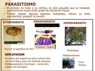 PARASITISMO
    El parásito no mata a su víctima, es más pequeño que su huésped,
     coevolucionan hasta cierto grado de tolerancia mutua.
    Pueden regular algunas especies huéspedes, reducir su éxito
     reproductivo, producir la muerte.

ECTOPARÁSITO                   ENDOPARÁSITO
                                                           HIPERPARÁSITO
                                  Vive dentro del cuerpo




                                  Protozoos - Malaria
Vive en la superficie de otro
                                                               Muérdagos
    EXPLOTACION                                            Nidoparasitismo
    Se utiliza otra especie no para nutrirse sino
    con otros fines, pero con evidente perjuicio.                        Cuco -
    (Nidoparasitismo) (hormigas – larvas otra                            huevos
    especie de hormigas)
 