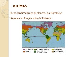 BIOMAS
Por la zonificación en el planeta, los Biomas se

disponen en franjas sobre la biosfera.
 