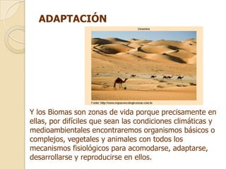 ADAPTACIÓN




Y los Biomas son zonas de vida porque precisamente en
ellas, por difíciles que sean las condiciones climáticas y
medioambientales encontraremos organismos básicos o
complejos, vegetales y animales con todos los
mecanismos fisiológicos para acomodarse, adaptarse,
desarrollarse y reproducirse en ellos.
 