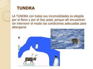 TUNDRA
LA TUNDRA con todas sus incomodidades es elegida
por el Reno y por el Oso polar, porque allí encuentran
sin intervenir el medio las condiciones adecuadas para
albergarse
 