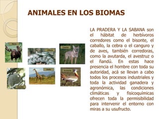 ANIMALES EN LOS BIOMAS

              LA PRADERA Y LA SABANA son
              el   hábitat    de      herbívoros
              corredores como el bisonte, el
              caballo, la cebra o el canguro y
              de aves, también corredoras,
              como la avutarda, el avestruz o
              el ñandú. En estas hace
              presencia el hombre con toda su
              autoridad, acá se llevan a cabo
              todos los procesos industriales y
              toda la actividad ganadera y
              agronómica, las condiciones
              climáticas    y    fisicoquímicas
              ofrecen toda la permisibilidad
              para intervenir el entorno con
              miras a su usufructo.
 