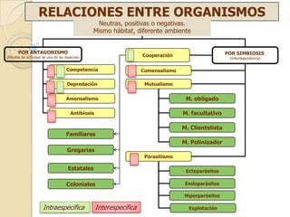 RELACIONES ENTRE ORGANISMOS
                                                 Neutras, positivas o negativas.
                                                        RELACIONES
                                                Mismo hábitat, diferente ambiente


       POR ANTAGONISMO                                                                                 POR SIMBIOSIS
(Pérdida de actividad de una de las especies)                         Cooperación
                                                                                                        (Interdependencia)


                                     Competencia                      Comensalismo

                                     Depredación                       Mutualismo


                                    Amensalismo                                       M. obligado

                                       Antibiosis                                    M. facultativo

                                                                                     M. Clientelista
                                    Familiares
                                                                                     M. Polinizador
                                     Gregarias
                                                                       Parasitismo

                                     Estatales                                        Ectoparásitos

                                    Coloniales                                        Endoparásitos

                                                                                     Hiperparásitos

                      Intraespecífica               Interespecífica                    Explotación
 