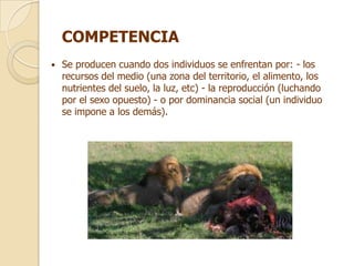 COMPETENCIA
   Se producen cuando dos individuos se enfrentan por: - los
    recursos del medio (una zona del territorio, el alimento, los
    nutrientes del suelo, la luz, etc) - la reproducción (luchando
    por el sexo opuesto) - o por dominancia social (un individuo
    se impone a los demás).
 