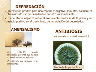 DEPREDACIÓN
•    Interacción positiva para una especie y negativa para otra. Siempre en
     términos de uso de un individuo por otro como alimento.
•    Tiene efecto negativo sobre el crecimiento potencial de la presa y un
     efecto positivo en el crecimiento de la población del depredador.


        AMENSALISMO
                                            ANTIBIOSIS
                                           •Amensalismo a nivel microscópico




    •Una       poblacilón      resulta
    perjudicada por otra que no sale
    ni beneficaida ni perjudicada.
    •Considerada por algunos como
    competencia
                                           Moho de la penincilina
 