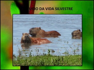REFUGIO DA VIDA SILVESTRE
 