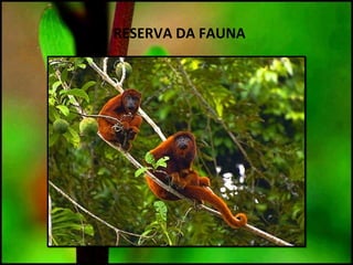 RESERVA DA FAUNA
 