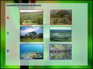 Variedade de Ecossistemas Naturais
+
+
+
Variedade de Ecossistemas Naturais
+
+
+
 