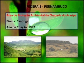Área de Proteção Ambiental da Chapada do Araripe
Bioma: Caatinga
Ano de Criação: 1997
UC`S FEDERAIS - PERNAMBUCO
 